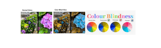 Colour Blindnes Vision image of a flower with normal versus colour blind vision